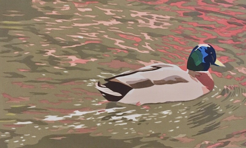 Serigraph Print of Swimming Mallard Duck - Systems for Picture Hanging